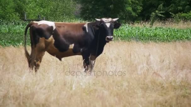 Kráva je pastvě na poli blízko vesnice. Zpomalený pohyb — Stock video