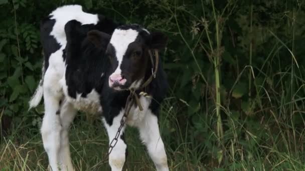 Kuh weidet auf einer Weide in der Nähe des Dorfes — Stockvideo