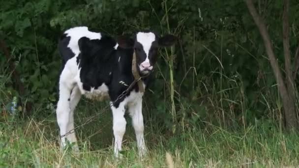 Gyönyörű tehén legelő egy réten, a falu közelében — Stock videók