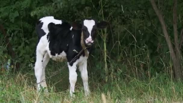 Piękny wypas krów w łące w pobliżu wsi — Wideo stockowe