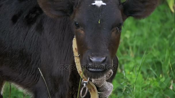 A vaca está a grazing num campo perto da aldeia. Movimento lento — Vídeo de Stock