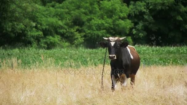 Vaca pastando en un prado cerca de la aldea — Vídeo de stock
