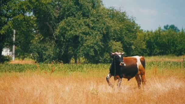 La vaca está pastando en un campo cerca de la aldea. Moción lenta — Vídeo de stock