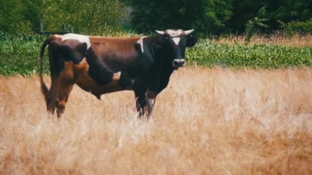 Kaunis lehmä laiduntaa niityllä lähellä Village. Hidas liike — kuvapankkivideo