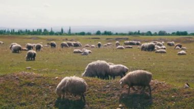 Koyun otlatma akın ve çayır üzerinde ot yer. Hayvanlar sahada yürümek