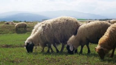 Dağların fon karşı bir alanda otlayan koyun sürüsü