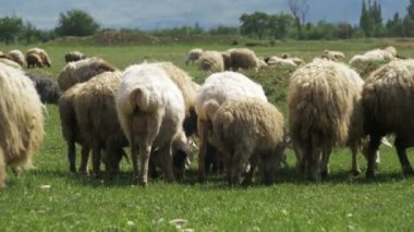 Koyun otlatma akın ve çayır üzerinde ot yer. Hayvanlar sahada yürümek