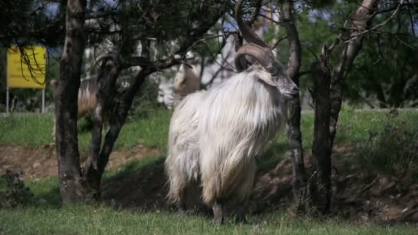 Big Horn ovce alfa mužské beranu ve stádu ovcí pasoucí se v poli. Zpomalený pohyb — Stock video