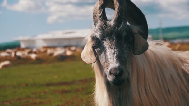 Nagy Horn juhok fő alfa hím Ram-ban állomány a birka legelészik a hegyek. Lassú mozgás — Stock videók