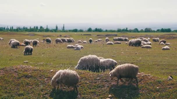 Flockas av fårbete och äter gräs på äng. Djuren går på fältet — Stockvideo