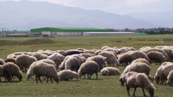 Rebanho de ovelha Grazing no campo contra o pano de fundo das montanhas — Vídeo de Stock