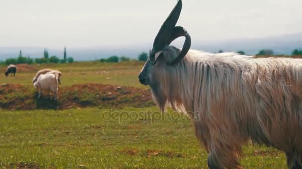 Big Horn ovce hlavní alfa mužské Ram Stádo ovčí pastviny v poli v horách — Stock video