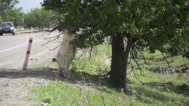 Large Ram se para en sus cascos Hind y come las hojas de un árbol cerca de la autopista. Moción lenta — Vídeos de Stock