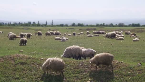 Manada de ovejas pastando en el campo contra el telón de fondo de las montañas — Vídeos de Stock