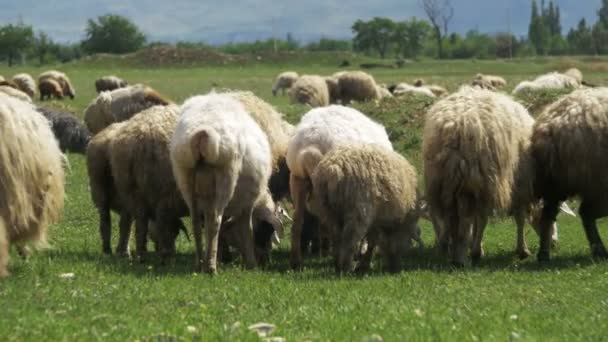 Flock of Sheep Grazing and Eat Grass on Meadow. Los animales caminan en el campo — Vídeos de Stock