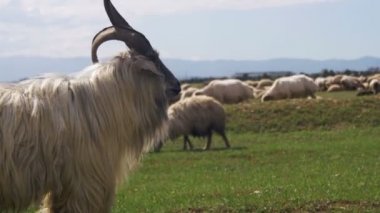 Büyük Horn koyun ana alfa erkek RAM'de sürüsü koyun otlatma alanında bulunan dağlar