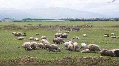 Dağların fon karşı bir alanda otlayan koyun sürüsü