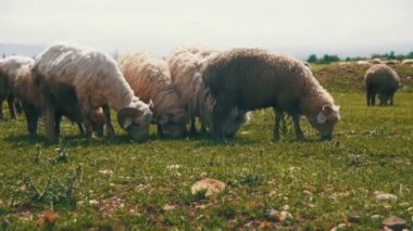 Grubu alanını otlatma koyun. Ağır çekim