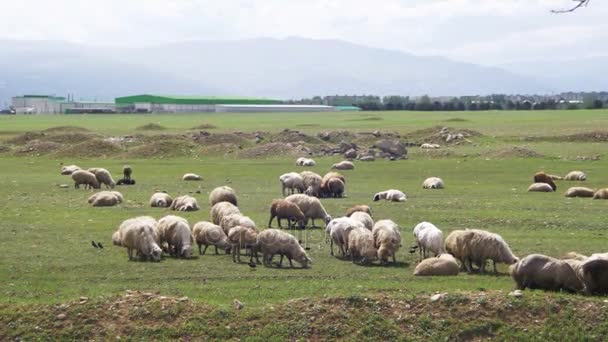 Troupeau de moutons broutant sur un champ dans le contexte des montagnes — Video