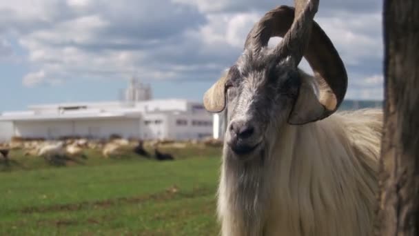 Grote hoorn schapen Main Alpha Male Ram in beslag van grazende schapen in veld in Bergen — Stockvideo