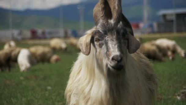 Grote hoorn schapen Main Alpha Male RAM-geheugen in beslag van grazende schapen in veld in bergen. Slow Motion — Stockvideo