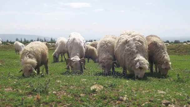 Troupeau de moutons broutant sur un champ dans le contexte des montagnes — Video