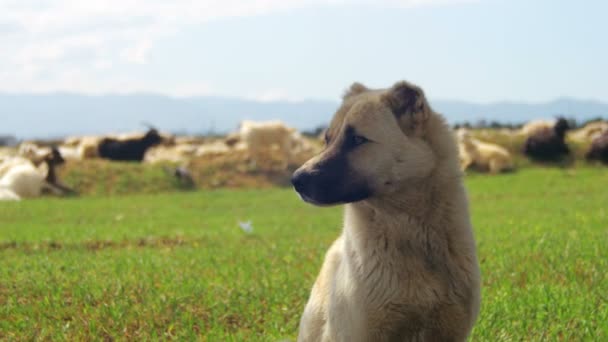 Perro pastor custodiando el rebaño de ovejas en el campo — Vídeo de stock