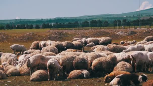 Schafherde weidet auf dem Feld vor der Kulisse der Berge