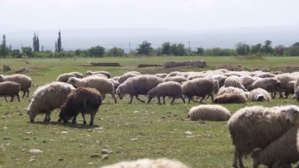 Стадо овец пасущихся в поле на фоне гор — стоковое видео