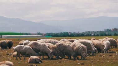 Grubu alanını otlatma koyun