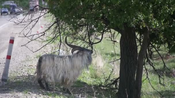 Large Ram Stands on its Hind Hooves and Eat the Leaves of a Tree near the Highway. Slow Motion — Stock Video