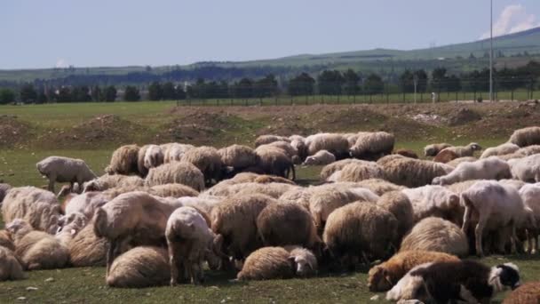 Gruppo di pecore al pascolo nel campo — Video Stock