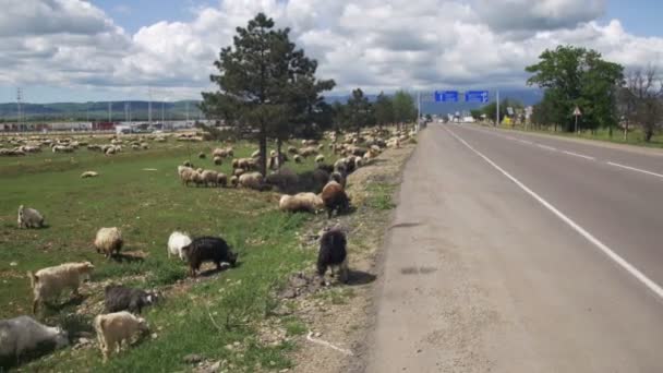 Troupeau de moutons broutant dans le champ près de la route — Video