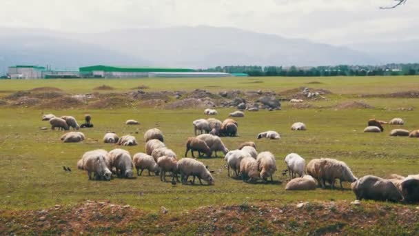 フィールドの羊の放牧のグループ — ストック動画