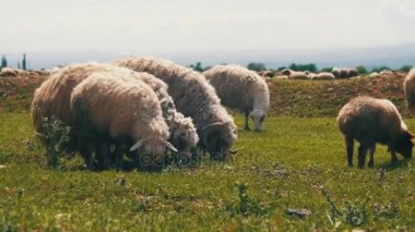 Koyun otlatma akın ve çayır üzerinde ot yer. Hayvanlar sahada yürümek