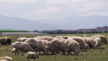 Dağların fon karşı bir alanda otlayan koyun sürüsü