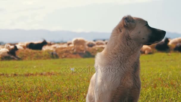 Sheepdog Guardando o rebanho de ovelhas no campo — Vídeo de Stock