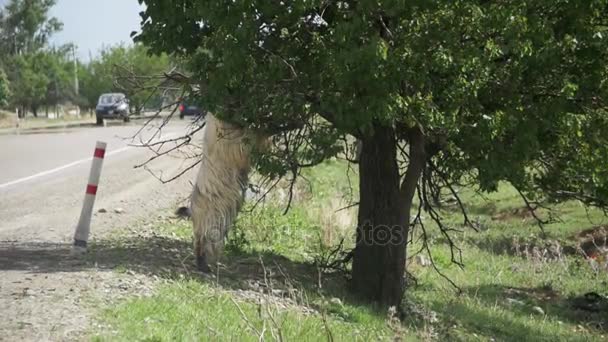 Grote Ram staat op haar Hind hoeven en eten de bladeren van een boom in de buurt van de snelweg. Slow Motion — Stockvideo