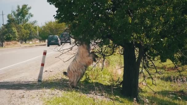 Большой баран стоит на заднице и ест листья дерева рядом с шоссе. Slow Motion — стоковое видео