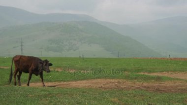 Ermenistan'ın dağlarda bir plato boyunca inek yürür.