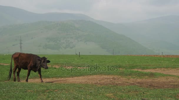 Vaca Caminha ao longo de um planalto nas montanhas da Armênia . — Vídeo de Stock