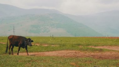 Ermenistan'ın dağlarda bir plato boyunca inek yürür.