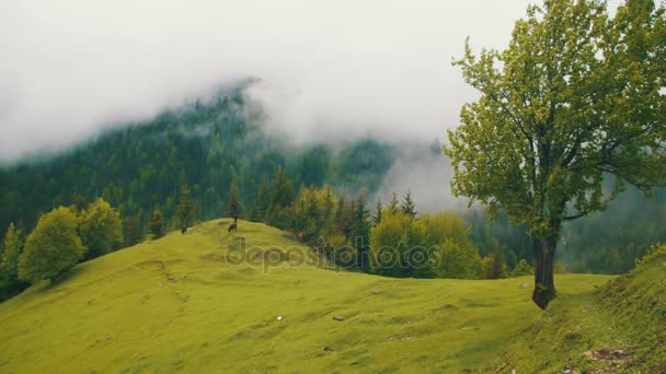 Krajobraz góry wzgórz, górskie pastwiska dla krów w chmurach. Gruzja. — Wideo stockowe