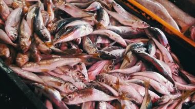 Taze deniz balığı shop