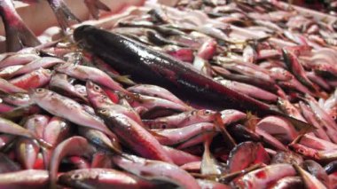 Taze deniz balığı buz Counter piyasada