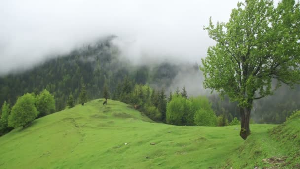 산 언덕, 구름에서 소에 대 한 산 목장의 풍경입니다. 그루지야. — 비디오