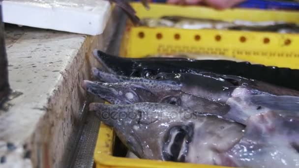 Poisson de mer frais dans la glace sur le marché de comptoir — Video