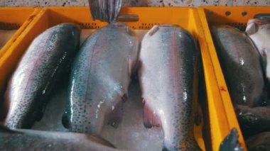 Taze deniz balığı shop