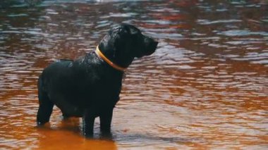Büyük siyah köpek nehirde yüzüyor. Ağır çekim