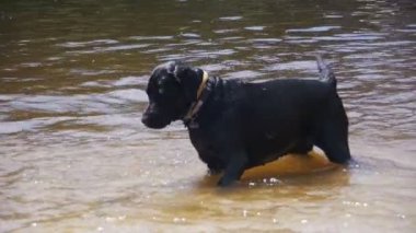 Büyük siyah köpek oyun ve nehirde yüzer. Ağır çekim